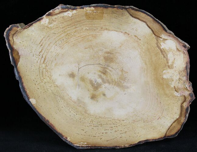 Custom Order: xSmall Petrified Wood Slabs #41600